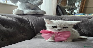 British Shorthair cats Adorable Silver Kittens looking for forever homes - Advert 3