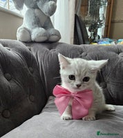 British Shorthair cats Adorable Silver Kittens looking for forever homes - Advert 2