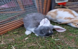 French Lop rabbits for sale: French lop/continental giant babies - Image 8