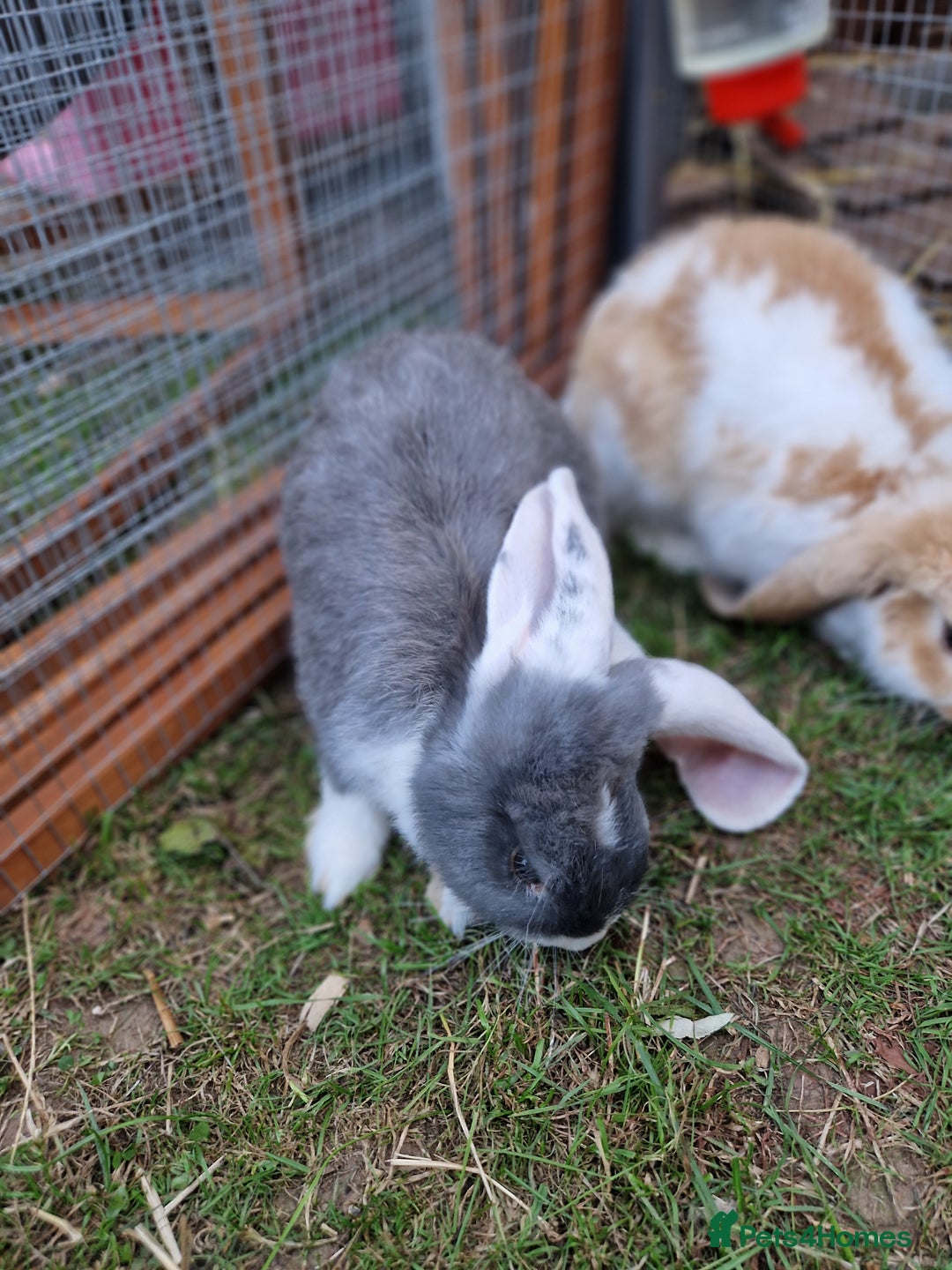 French Lop rabbits for sale: French lop/continental giant babies - Image 8