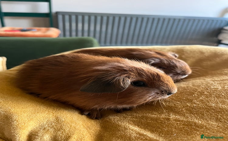 Guinea Pig rodents in Brackley - Advert 16