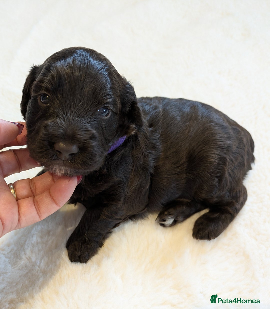 Cockapoo dogs for sale: F1 Cockapoo Chocolate Puppies - Image 7