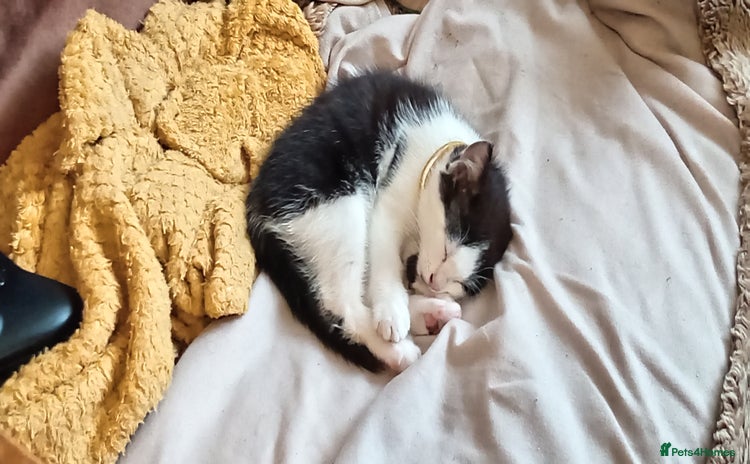 Mixed Breed cats - Advert 1