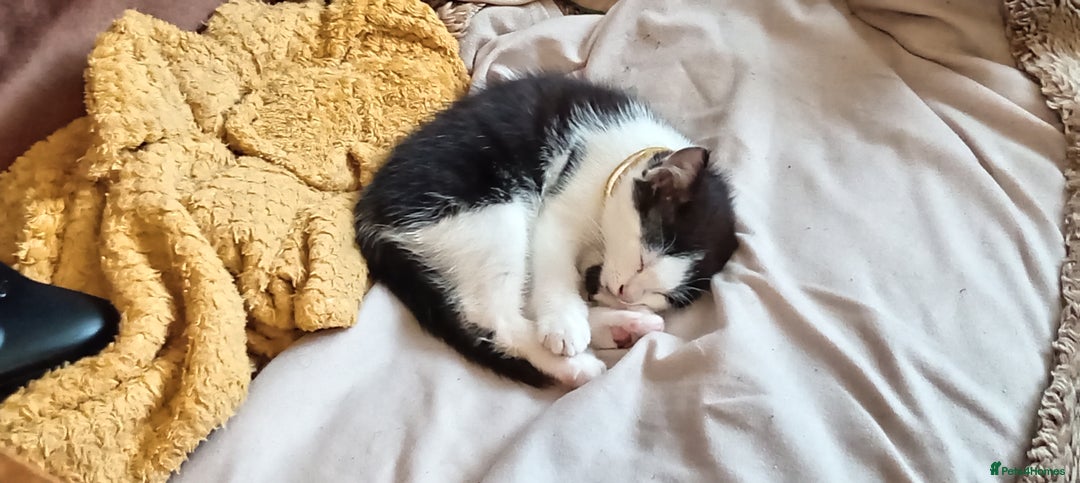 Mixed Breed cats for sale: Little miss - Image 1