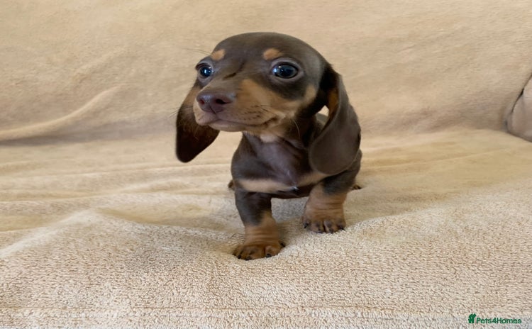 Dachshund dogs - Advert 2