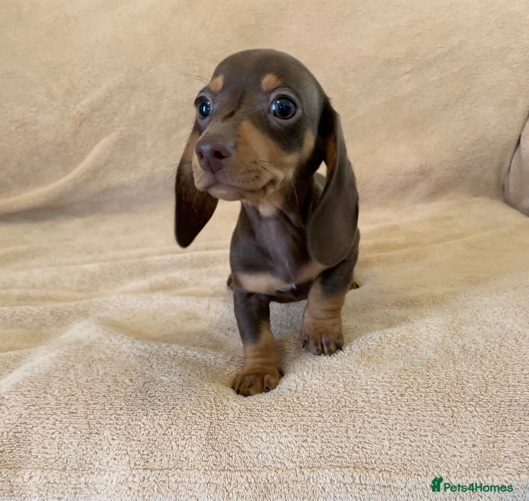 Weiner Dog Dachshund Puppies Kijiji Weiner Dog Blue Eyed Dapple