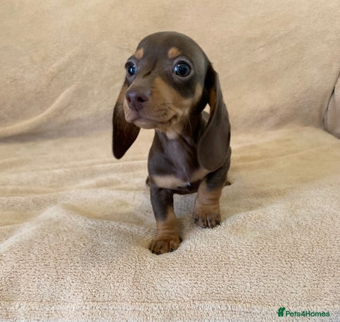 Dachshund dogs - Advert 2