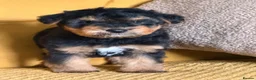 Welsh Terrier dogs for sale: Wawuzer puppies  in Haverfordwest - Advert 8