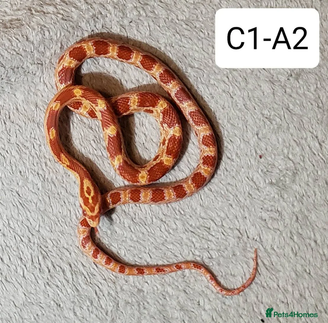 Corn Snake reptiles for sale: Babies Corn snakes - Advert 2
