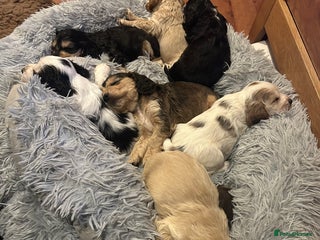 Cocker Spaniel dogs KC registered, health tested, Show cocker spaniels - Advert 16