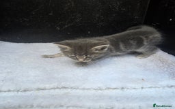 Domestic Shorthair cats for sale: Super cute domestic shorthair kittens!  - Image 8