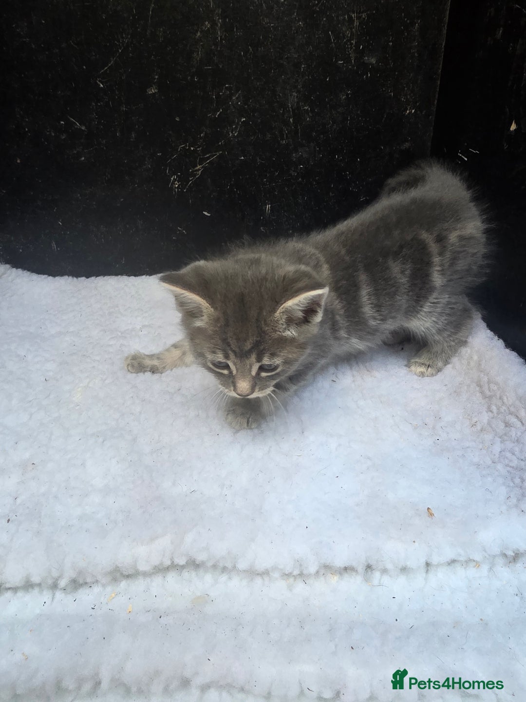 Domestic Shorthair cats for sale: Super cute domestic shorthair kittens!  - Image 8