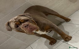 Olde English Bulldogge dogs for stud: Olde English Bulldog stud proven fluffy carrier - Image 2