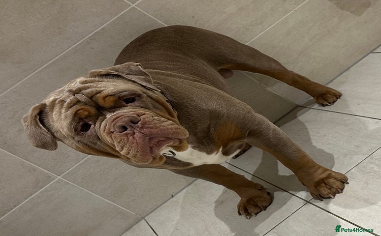 Olde English Bulldogge dogs - Advert 3
