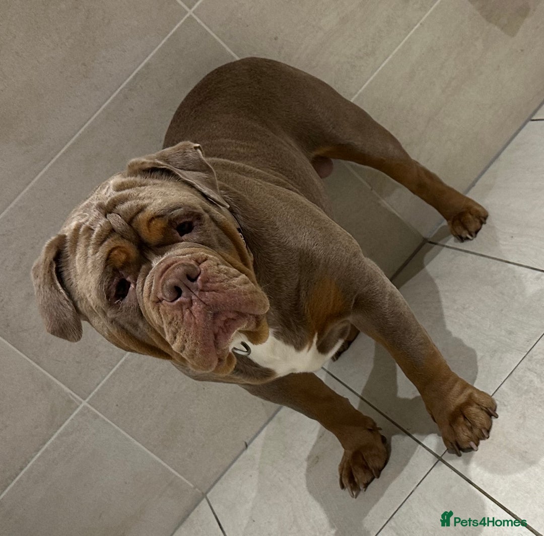 Olde English Bulldogge dogs for stud: Olde English Bulldog stud proven fluffy carrier - Image 2