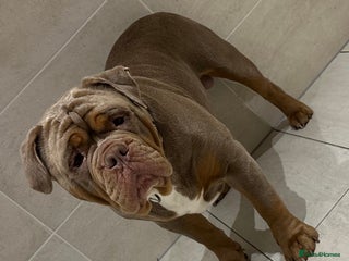 Olde English Bulldogge dogs - Advert 7