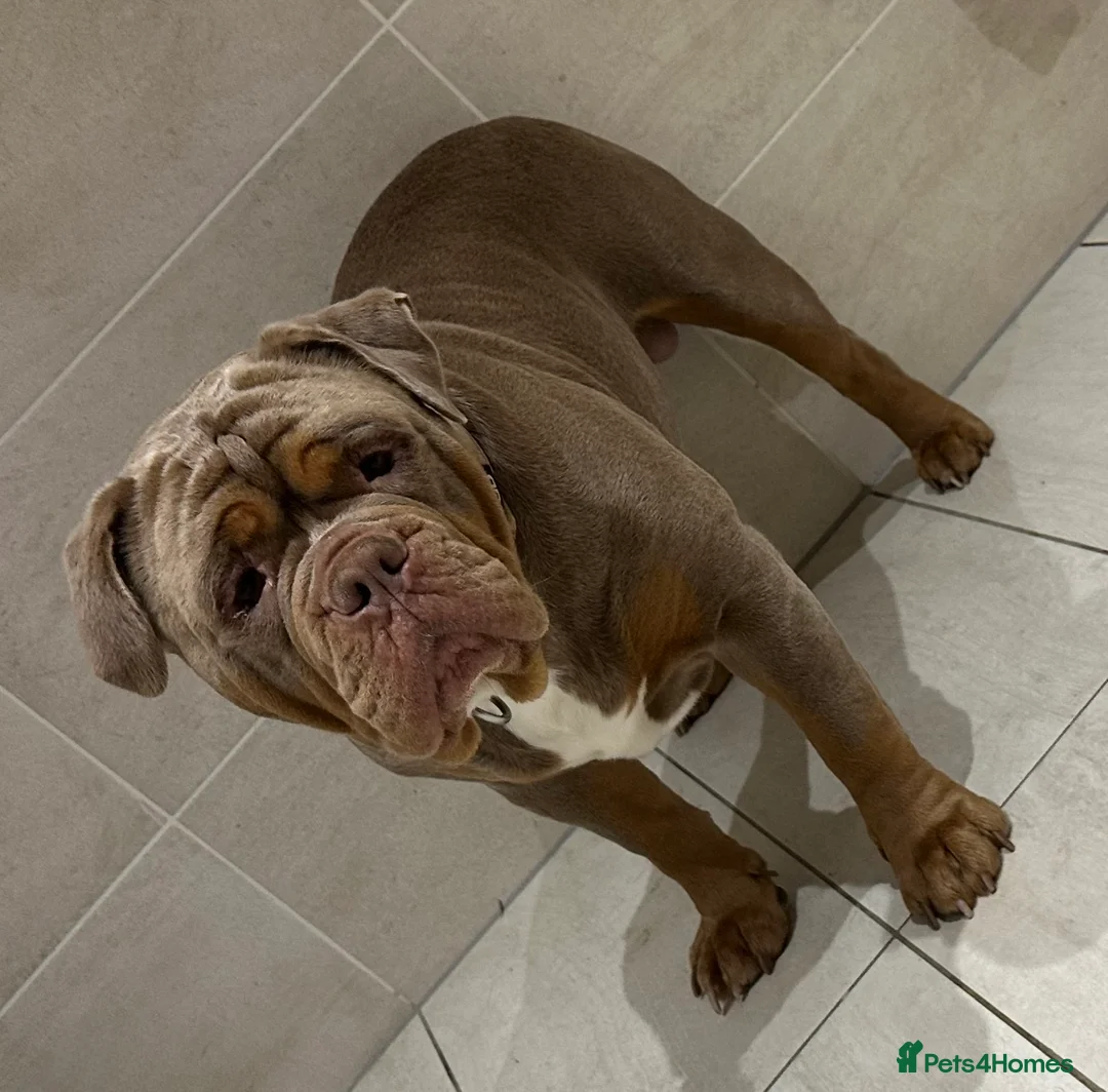 Olde English Bulldogge dogs for stud: Olde English Bulldog stud well proven - Advert 3