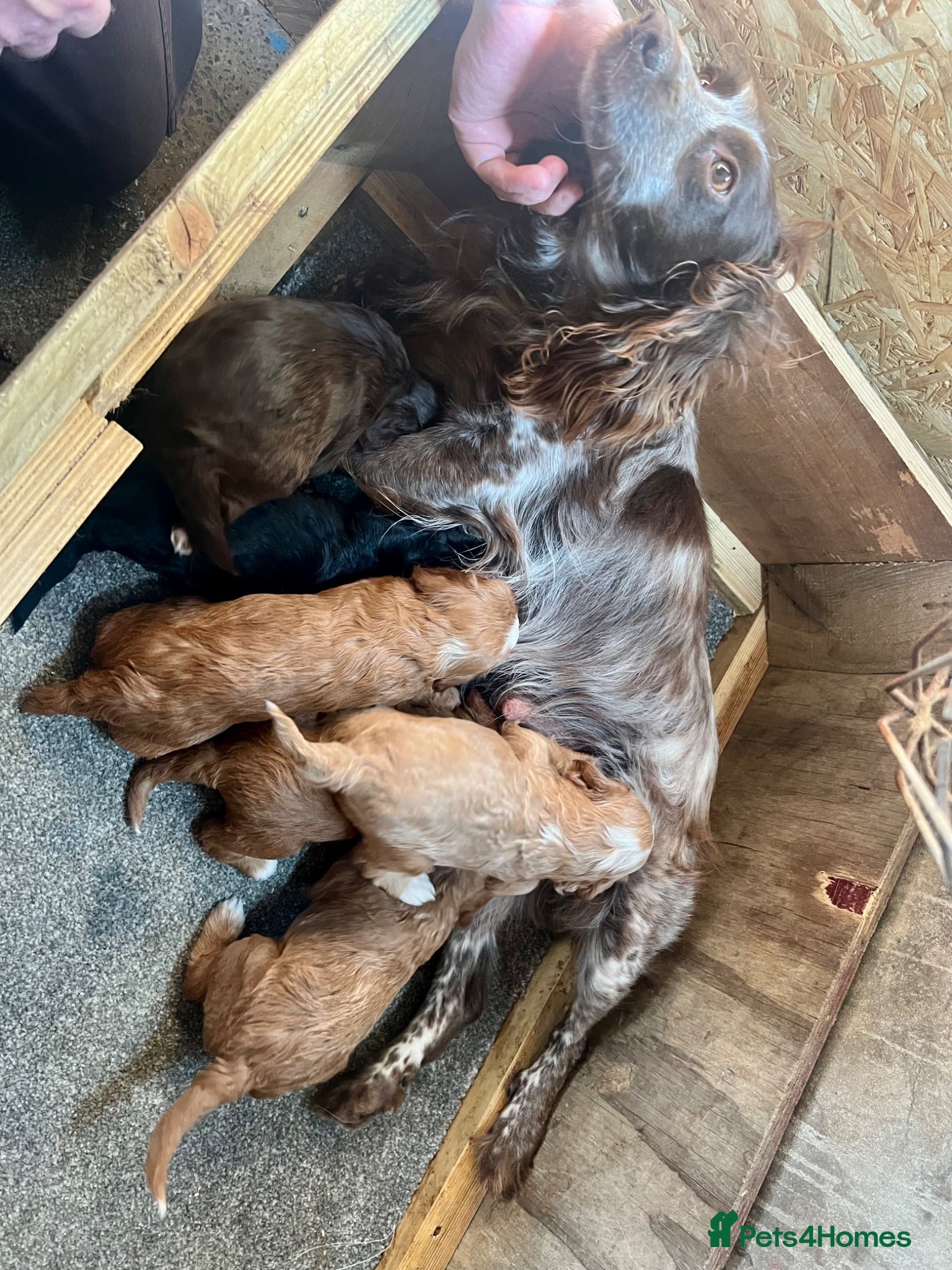 Cockapoo dogs Cockapoo Puppies For Sale  - Advert 1