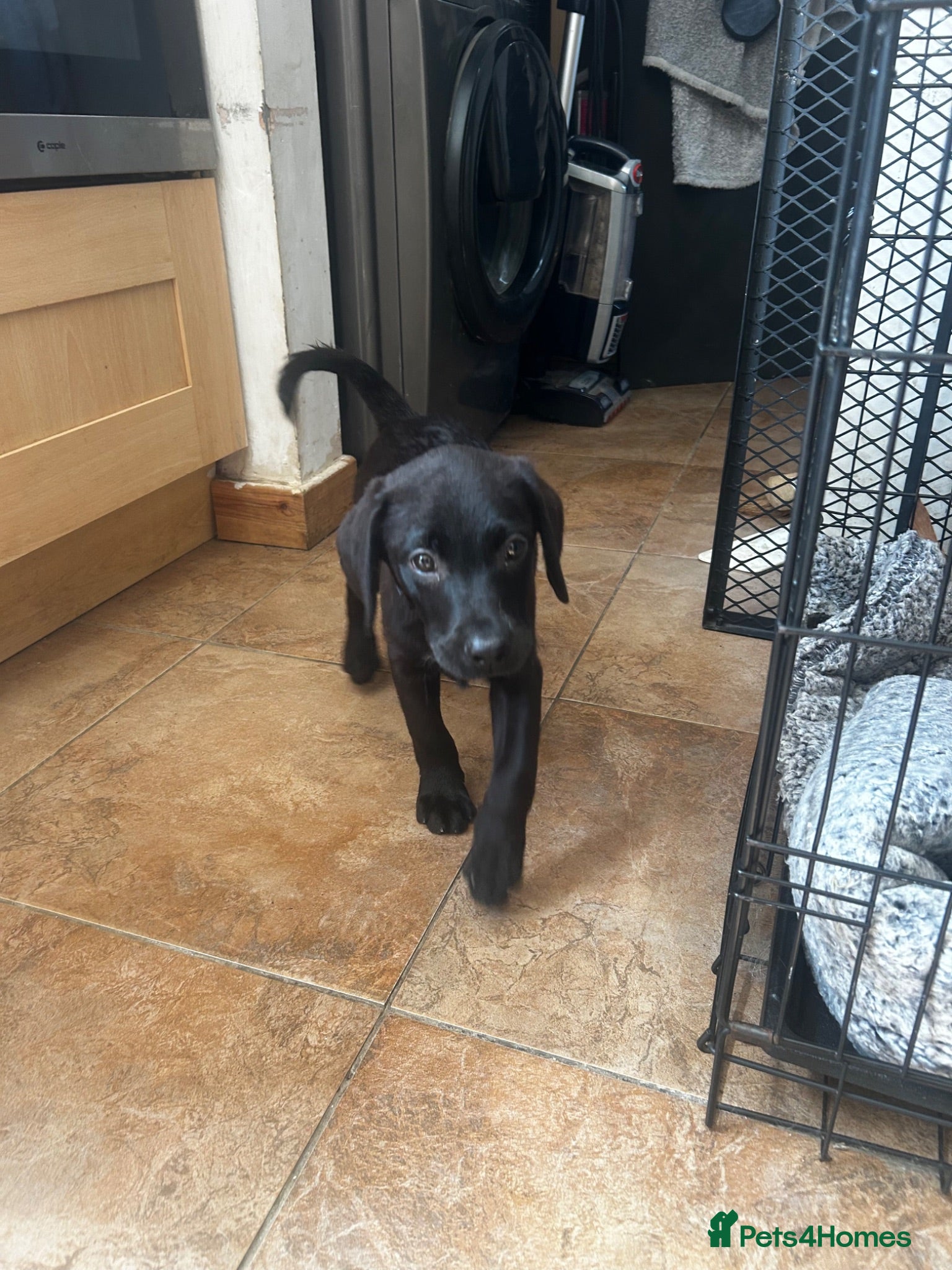 Labrador Retriever dogs Trained Labrador For Sale  - Advert 2