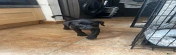 Labrador Retriever dogs for sale: Trained Labrador For Sale  - Advert 1
