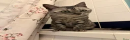 Bengal cats for sale: Bengal cat looking for a loving forever home in London - Advert 5