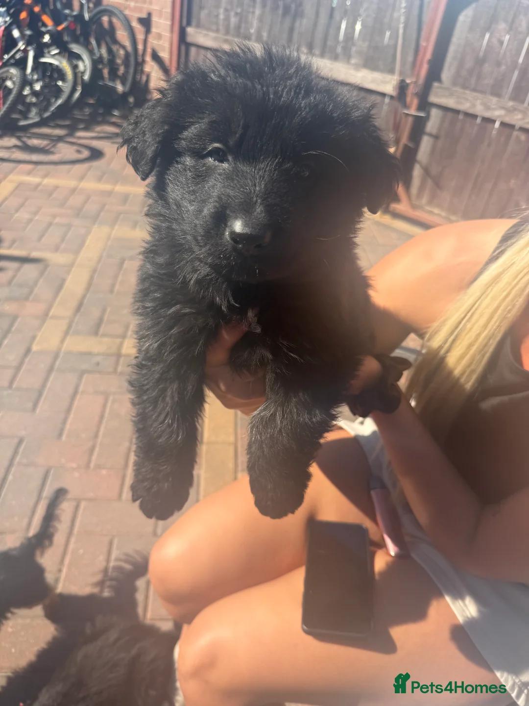 German Shepherd dogs for sale: Beautiful healthy German Shepherd - Advert 9