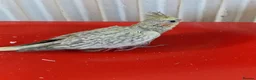 Cockatiels birds for sale: Juvenile Tame Cockatiels  - Advert 3