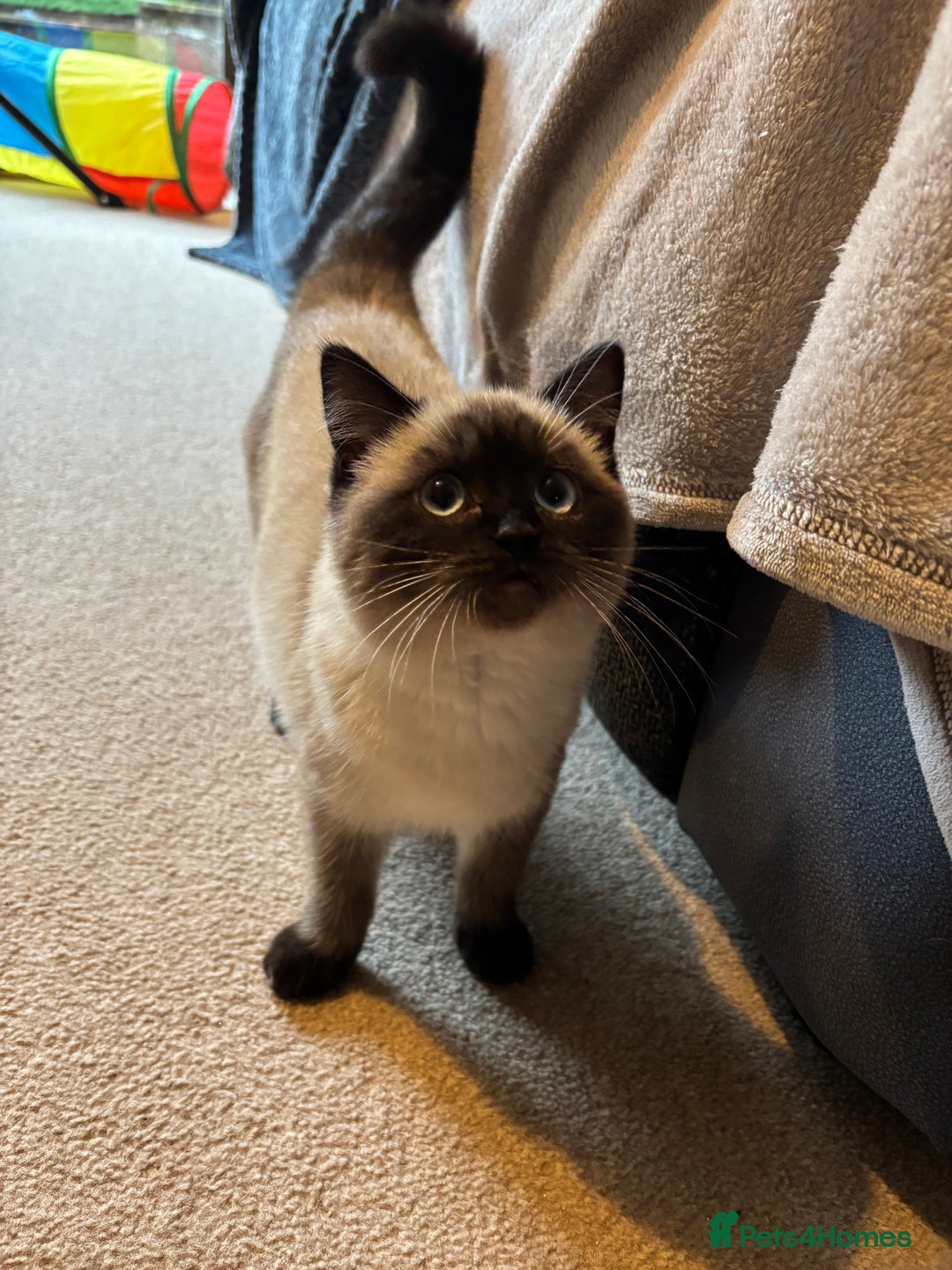 Ragdoll cats for sale: Beautiful Ragdoll Ready to Go - Image 5