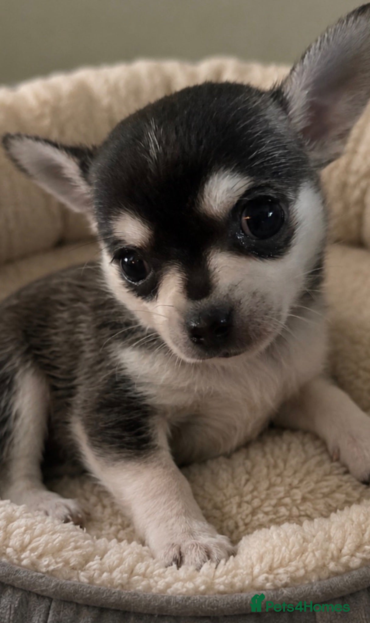 Chihuahua dogs ONE REMAINING Rare Tiny Pedigree Chihuahua Puppies - Advert 1