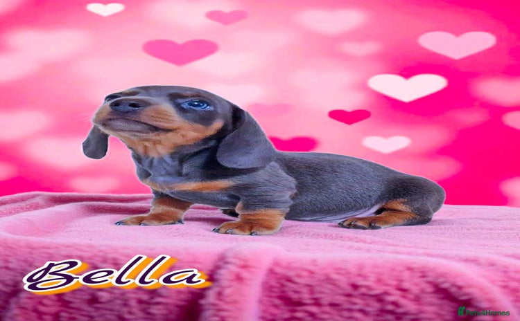Miniature Dachshund dogs - Advert 9