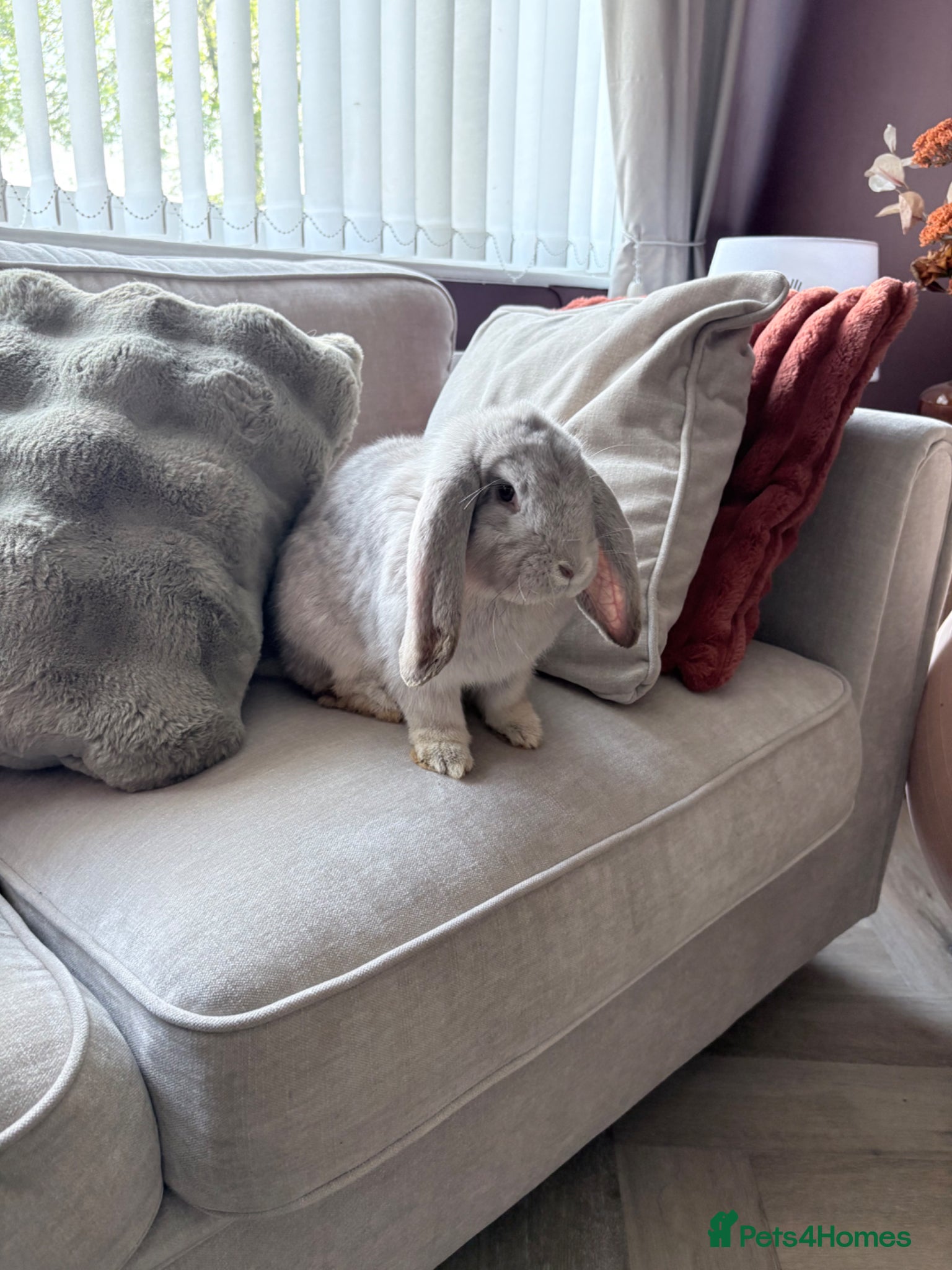 French Lop rabbits 6 month old lilac chinchilla french lop  - Advert 3