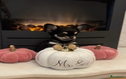 Chihuahua dogs for sale: One left! KC Reg Chihuahua Puppies-  Ready Now - Image 20