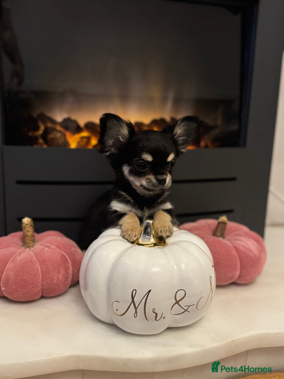 Chihuahua dogs for sale: One left! KC Reg Chihuahua Puppies-  Ready Now - Image 20