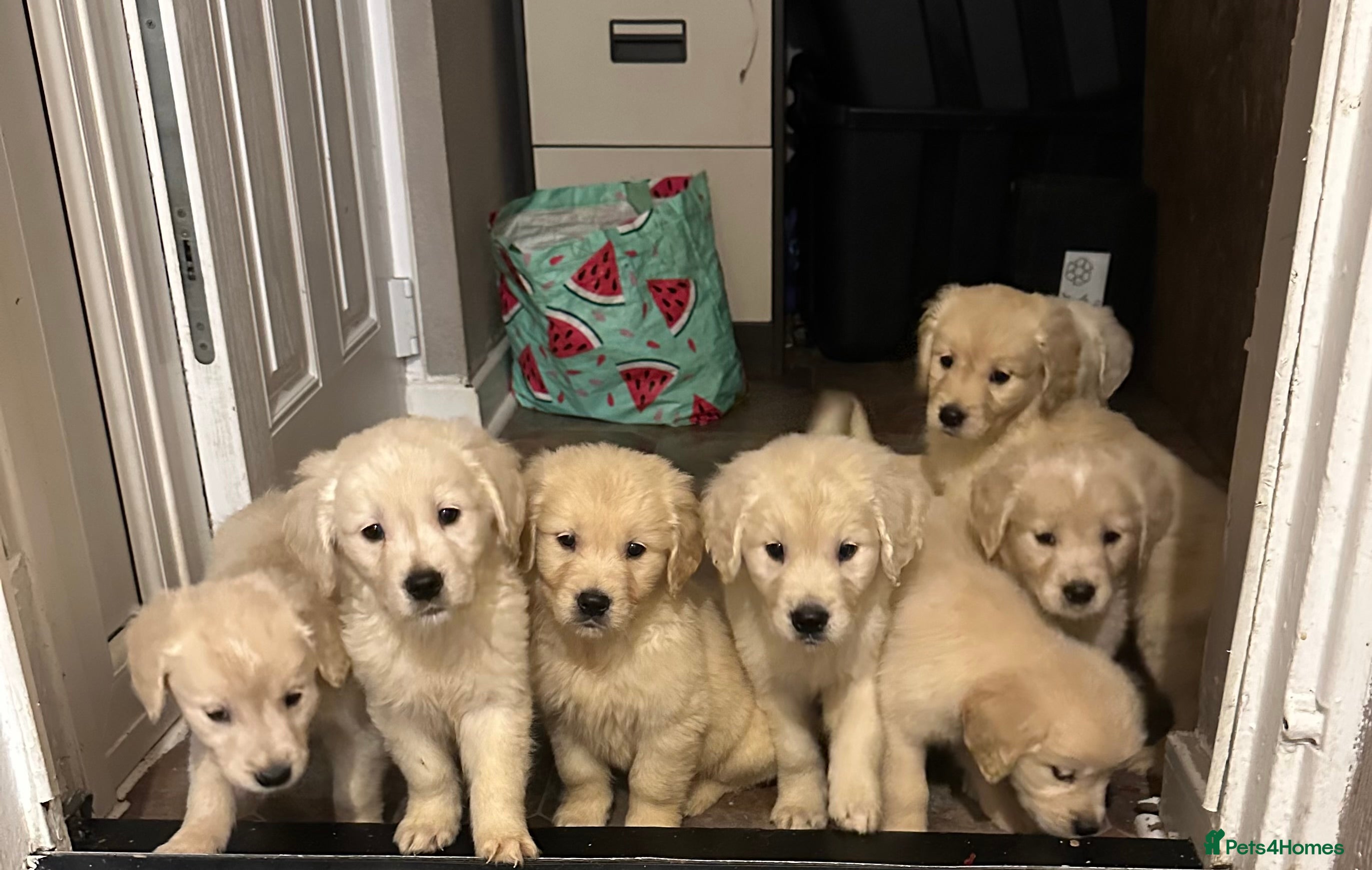 Golden Retriever dogs Golden retriever puppys - Advert 1