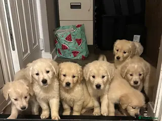 Golden Retriever dogs Golden retriever puppys - Advert 1