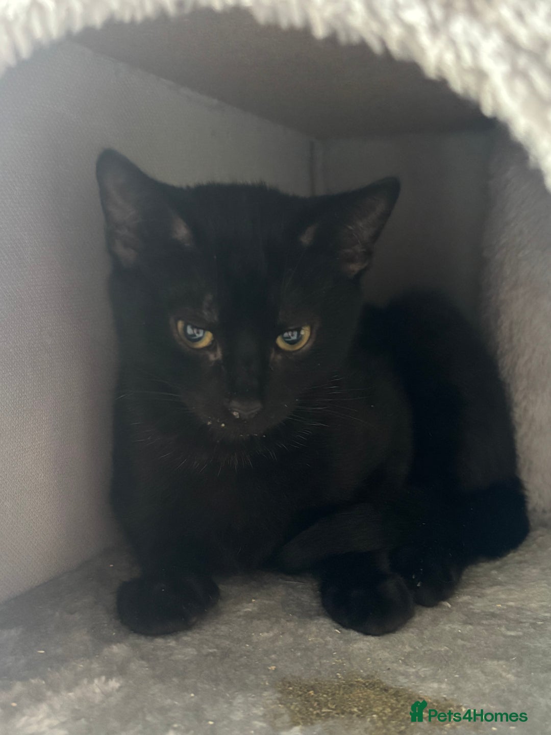 Domestic Shorthair cats for adoption: Adopt from Cats in Crisis East London  - Advert 7