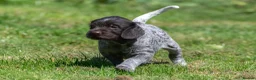 German Wirehaired Pointer dogs for sale: 1ST VACC GIVEN, HEALTH CHECKED KC REG GWP PUPS  - Advert 23