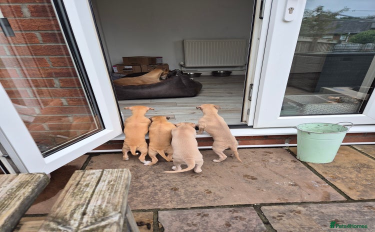 Whippet dogs - Advert 4