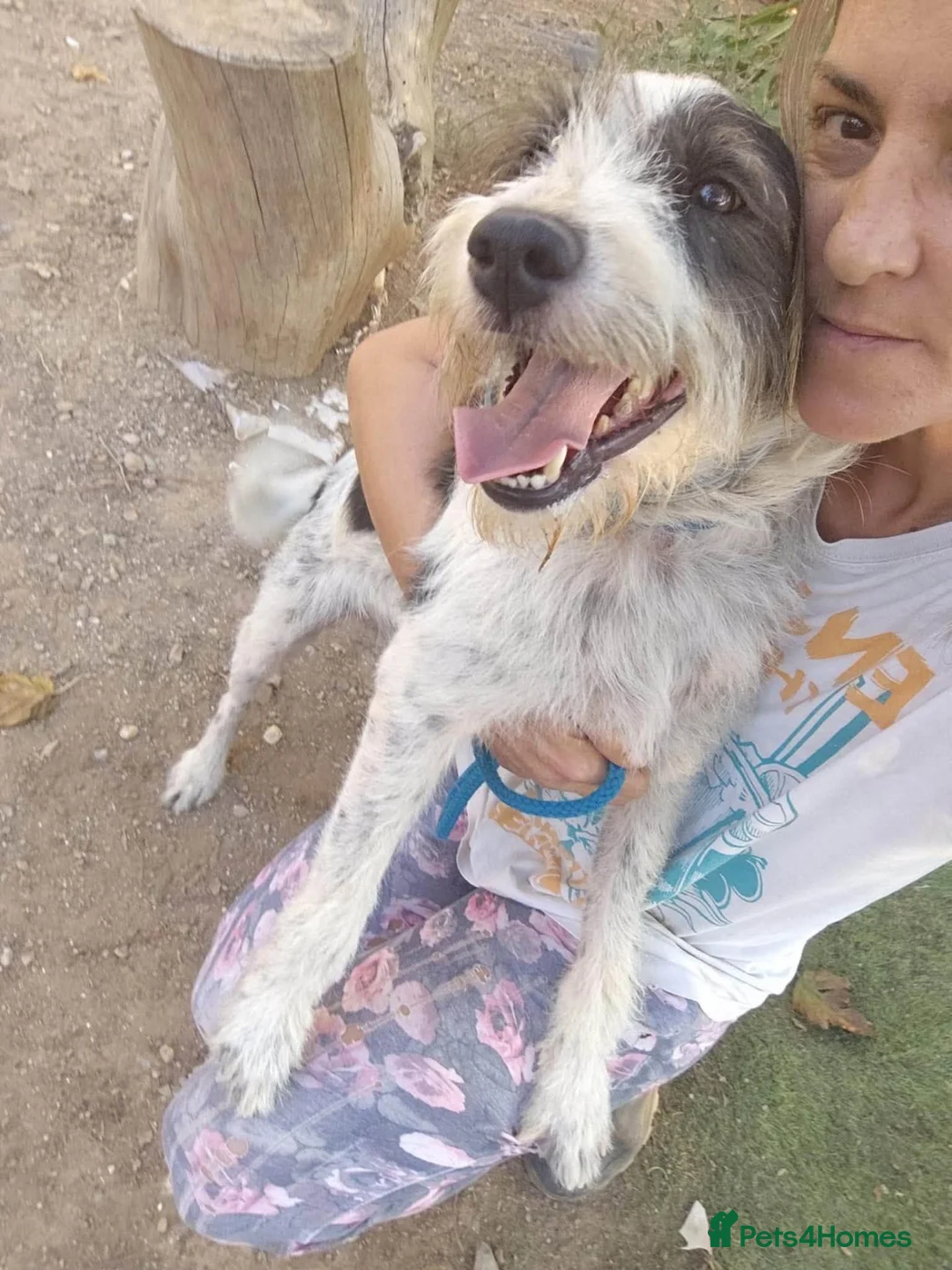 Mixed Breed dogs for adoption: Happy-go-lucky, handsome Benny in Essex in Colchester - Advert 2