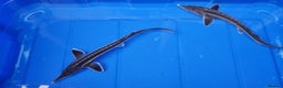 Pond Fish fish for sale: Albino & White Edge Sterlets and Diamond Sturgeon - Advert 5