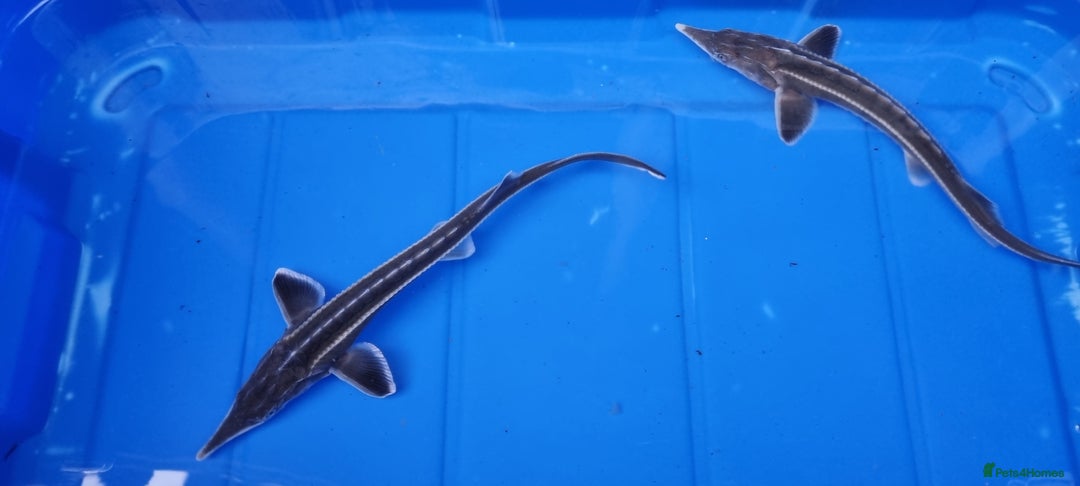 Pond Fish fish for sale: Albino & White Edge Sterlets and Diamond Sturgeon - Advert 5