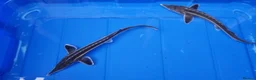 Pond Fish fish for sale: Albino & White Edge Sterlets and Diamond Sturgeon - Advert 5