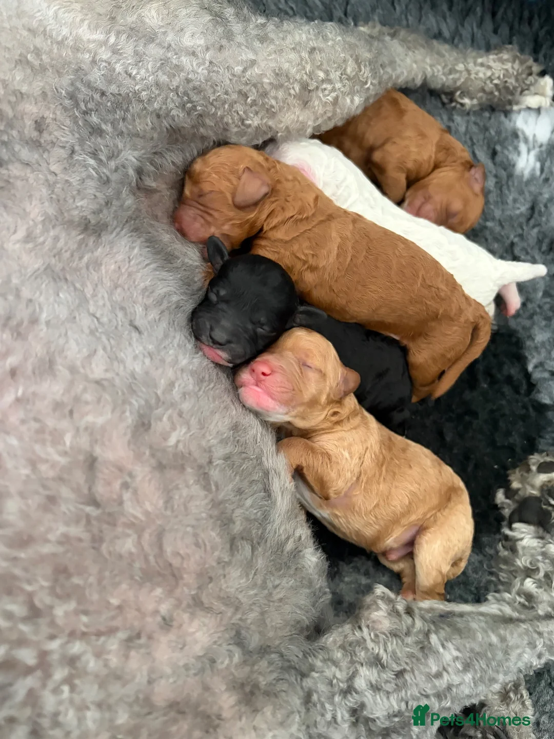 Cavapoochon dogs for sale: 🐾CAVAPOOCHON PUPPIES🐾 - Advert 1