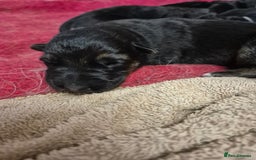 German Shepherd dogs for sale: German shepard puppies - Image 6