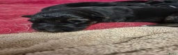 German Shepherd dogs for sale: German shepard puppies - Advert 7