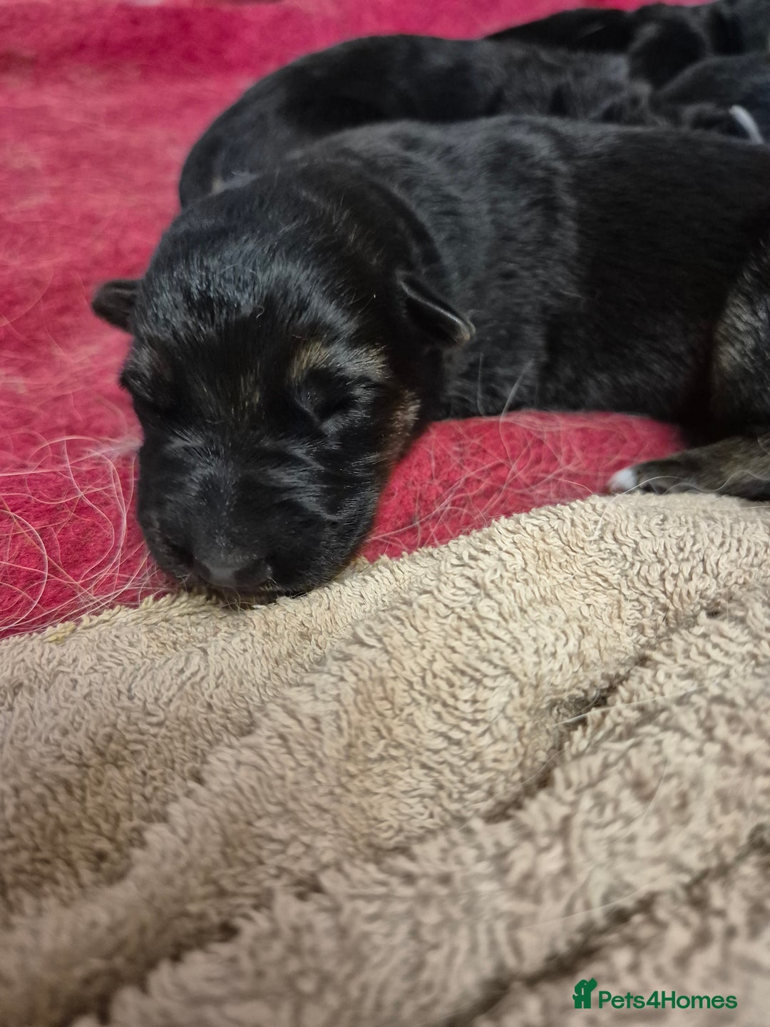 German Shepherd dogs for sale: German shepard puppies - Image 6