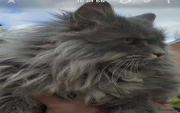 Maine Coon cats for sale: Proven blue silver active queen for sale - Advert 1