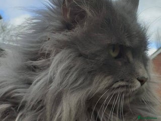 Maine Coon cats Proven blue silver active queen for sale - Advert 4