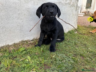 Labrador Retriever dogs Ready Now *2 left* Labrador Puppies - Advert 4
