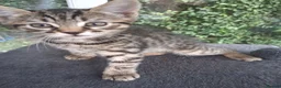 Mixed Breed cats for sale: Stunning Toyger striped tabbies 😻 - Advert 3